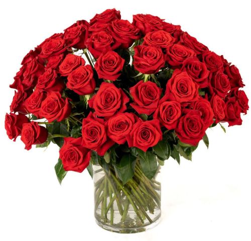 Double the Dozens 24 = 48 Red Roses